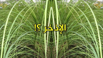 وما ينطق عن الهوى 211 | الإذخر