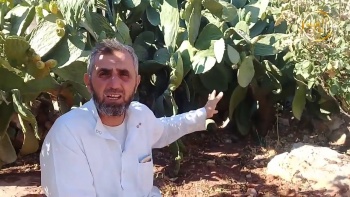 خواطر شامية :هل يجنى العنب من الشوك؟